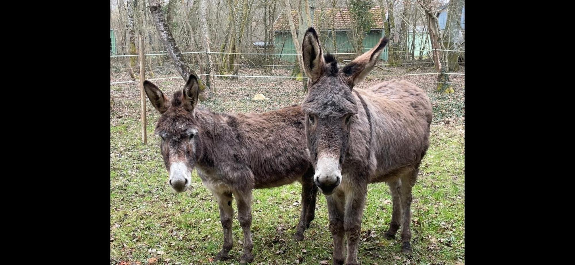 Gite Aux Anes Avec Spa Menetou-Ratel Екстер'єр фото